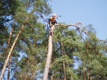 Kácení a prořez stromů