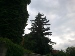 Stromy před